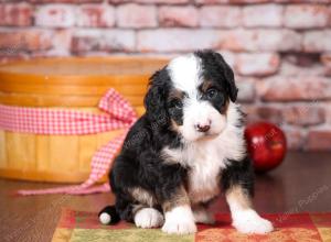 tri-colored mini bernedoodle near Chicago Illinois 