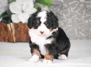 Bernedoodle Puppies for sale