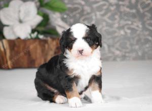 Cute Bernedoodle Puppies