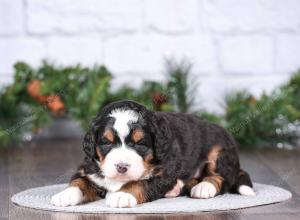 tri-colored mini bernedoodle near Chicago Illinois