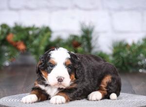 tri-colored mini bernedoodle near Chicago Illinois