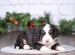 tri-colored mini bernedoodle near Chicago Illinois