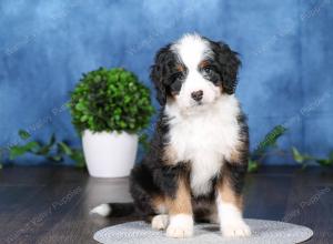 tri-colored mini bernedoodle near Chicago Illinois