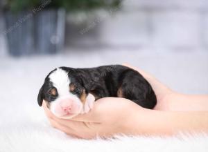 tri-colored mini bernedoodle near Chicago Illinois