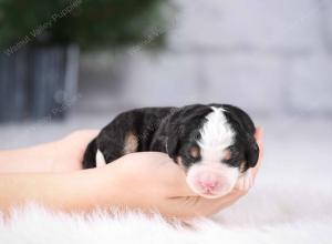 tri-colored mini bernedoodle near Chicago Illinois