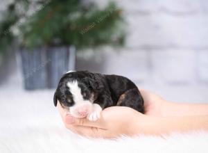 tri-colored mini bernedoodle near Chicago Illinois