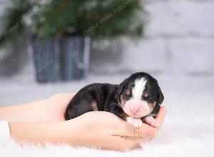 tri-colored mini bernedoodle near Chicago Illinois