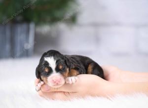 tri-colored mini bernedoodle near Chicago Illinois