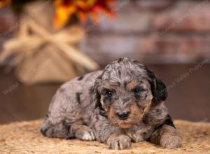 tri-colored mini bernedoodle near Chicago 