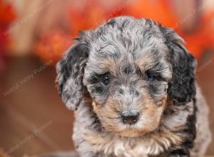 tri-colored mini bernedoodle near Chicago 