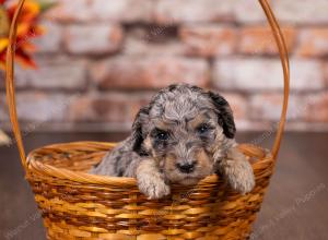 tri-colored mini bernedoodle near Chicago 