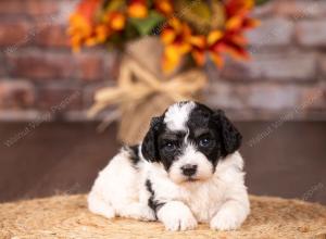 tri-colored mini bernedoodle near Chicago 