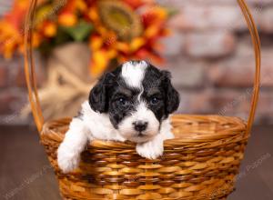 tri-colored mini bernedoodle near Chicago 