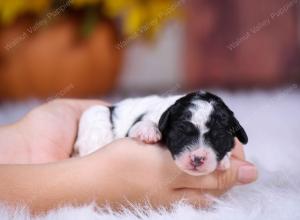 tri-colored mini bernedoodle near Chicago 