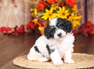 tri-colored mini bernedoodle near Chicago 