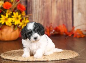 tri-colored mini bernedoodle near Chicago 