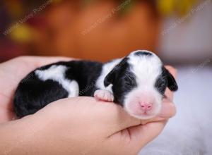 tri-colored mini bernedoodle near Chicago Illinois