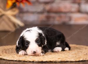 tri-colored mini bernedoodle near Chicago 