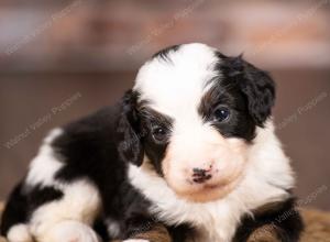 tri-colored mini bernedoodle near Chicago 