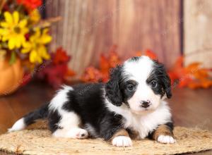 tri-colored mini bernedoodle near Chicago 