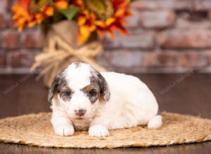 tri-colored mini bernedoodle near Chicago 