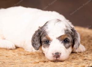 tri-colored mini bernedoodle near Chicago 