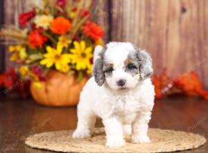 tri-colored mini bernedoodle near Chicago 