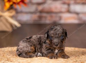 tri-colored mini bernedoodle near Chicago 