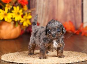 tri-colored mini bernedoodle near Chicago 