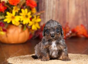 tri-colored mini bernedoodle near Chicago 