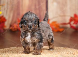 tri-colored mini bernedoodle near Chicago 