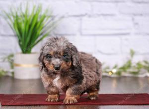 tri-colored mini bernedoodle near Chicago 