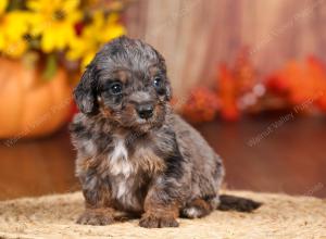 tri-colored mini bernedoodle near Chicago 