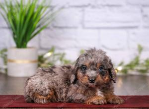 tri-colored mini bernedoodle near Chicago 