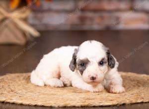 tri-colored mini bernedoodle near Chicago 