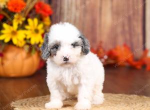 tri-colored mini bernedoodle near Chicago 