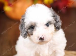 tri-colored mini bernedoodle near Chicago 