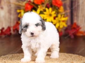 tri-colored mini bernedoodle near Chicago 