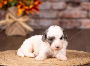 tri-colored mini bernedoodle near Chicago  