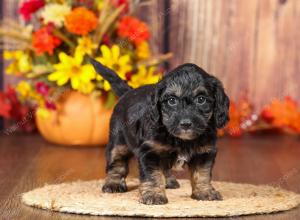 tri-colored mini bernedoodle near Chicago 