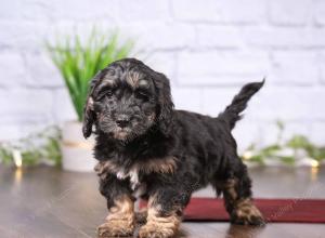 tri-colored mini bernedoodle near Chicago 