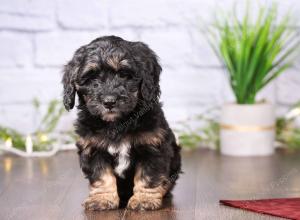 tri-colored mini bernedoodle near Chicago 