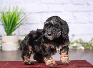 tri-colored mini bernedoodle near Chicago 