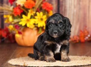 tri-colored mini bernedoodle near Chicago 