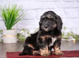 tri-colored mini bernedoodle near Chicago 