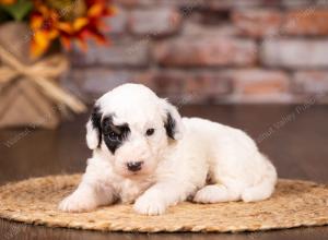 tri-colored mini bernedoodle near Chicago 