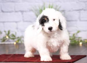 tri-colored mini bernedoodle near Chicago 