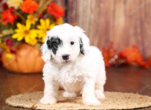 tri-colored mini bernedoodle near Chicago 