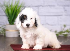 tri-colored mini bernedoodle near Chicago 