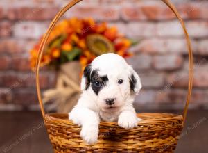 tri-colored mini bernedoodle near Chicago 